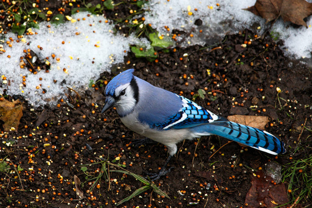 鳥の食べ物と雪で地面に青いジェイ鳥 - 写真・画像