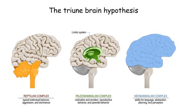 Üçlü beyin hipotezi. İnsan beyninin evrim teorisi. Limbik sistem. Sürüngen kompleksi (içgüdüsel davranışlar için bazal gangliyon), memeli beyni (septum, amigdalae, hipokampı, duygu için hipokampı) ve Neokorteks (bilişsel, dil - Vektör, Görsel