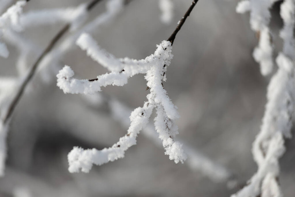 Winter. Siberia. Branches of trees and bushes are covered with a thick layer of frost. - Zdjęcie, obraz