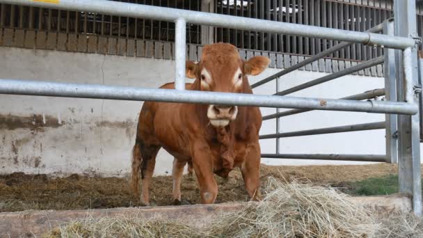 Een roodbruine Limousin stier die in het hol staat en hooi eet. Eco-landbouw, Chinese dierenriem, symbool van het jaar concepten. - Video
