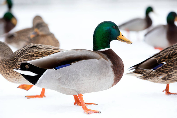 Kaczki i kaczątka na lodowatym stawie zimowym  - Zdjęcie, obraz