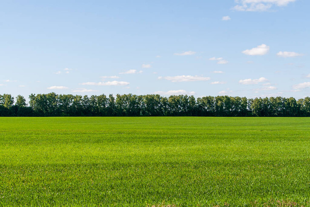 A beautiful green field. Spring field of winter wheat or rye. - Valokuva, kuva