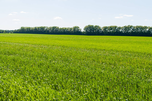 Гарне зелене поле поширюється в перспективу. Весняне поле озимої пшениці або жита
. - Фото, зображення