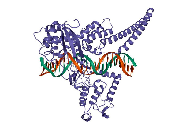 Δομή της τοποϊσομεράσης I - σύμπλεγμα DNA, τρισδιάστατο μοντέλο κινουμένων σχεδίων, λευκό φόντο - Φωτογραφία, εικόνα