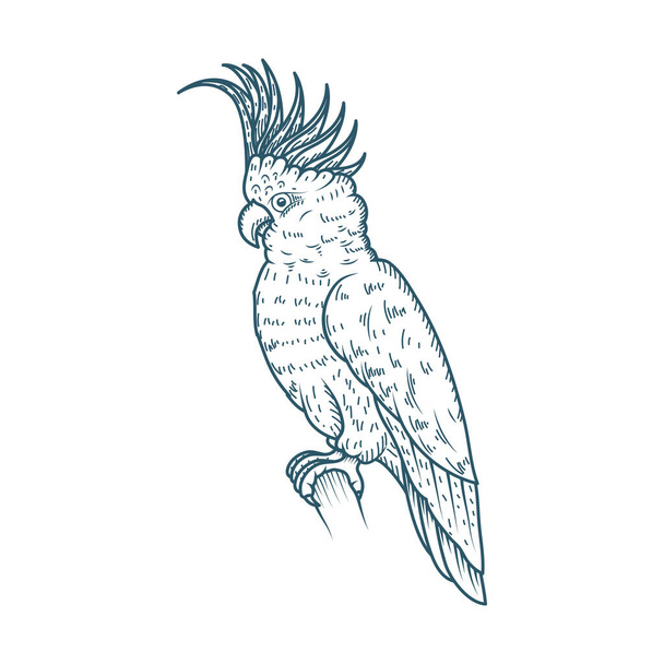 parrot realistic character drawn style icon - Vektori, kuva