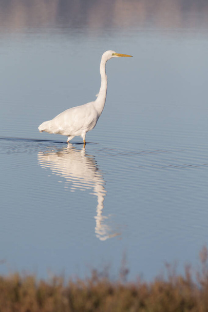 великий чапля (Egretta alba) відбивається на воді в дельті Ебро. Білий птах з жовтим дзьобом полює на рибу на воді. - Фото, зображення