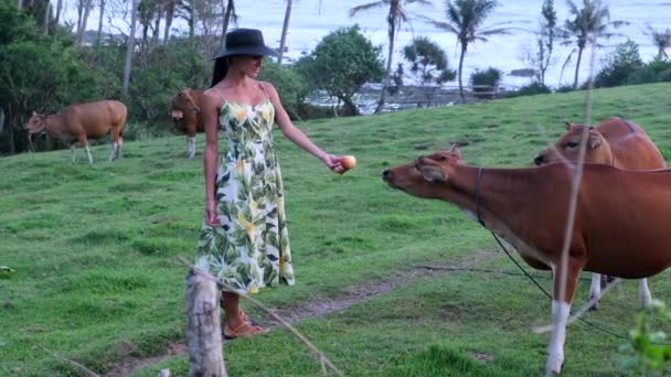 美しい女の子はおいしいリンゴで2頭の牛を誘惑します。アイルランド - 映像、動画