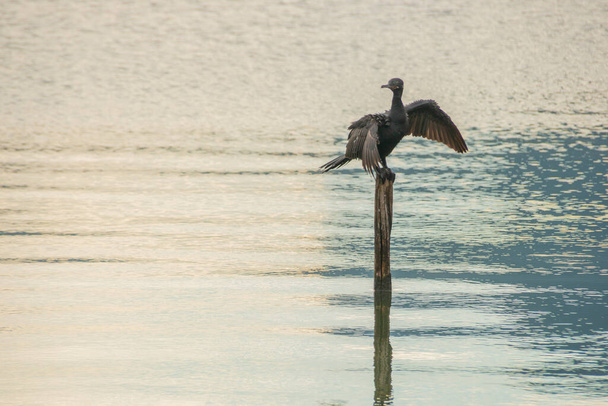 pájaro conocido como cormorán, de pie sobre un tronco de madera que se seca después de un chapuzón en la laguna Rodrigo de Freias en Río de Janeiro Brasil. - Foto, Imagen