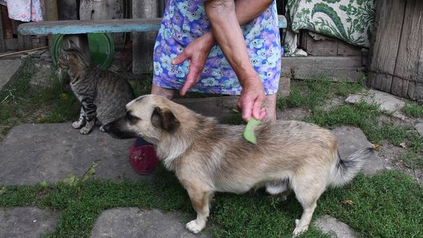 Idős nő fésülködik idősebb kutya szőrével a kertben. Hiteles vidéki színtér - Fotó, kép