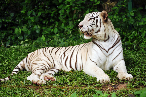 Biały tygrys bengalski - Zdjęcie, obraz