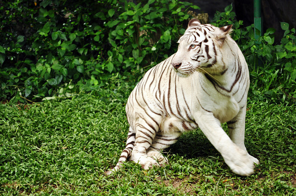 white bengal tiger - Photo, Image
