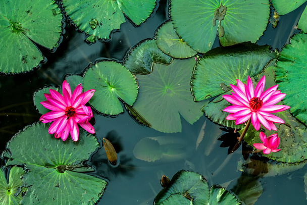 Green Leaves waterlily or lotus reflection in the pond. - Photo, image