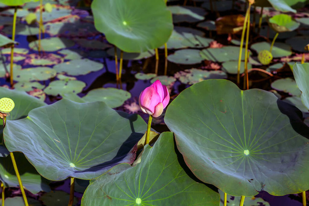 Lotus leaf flower waterlily floral - Фото, изображение
