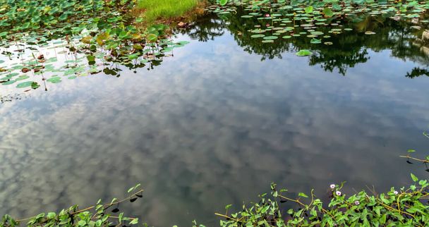 Lirio de agua (nuphar lutea) en el estanque japonés - Foto, Imagen