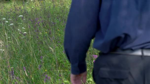 Mies kulkee puun Betony (Betonica officinalis) - Materiaali, video