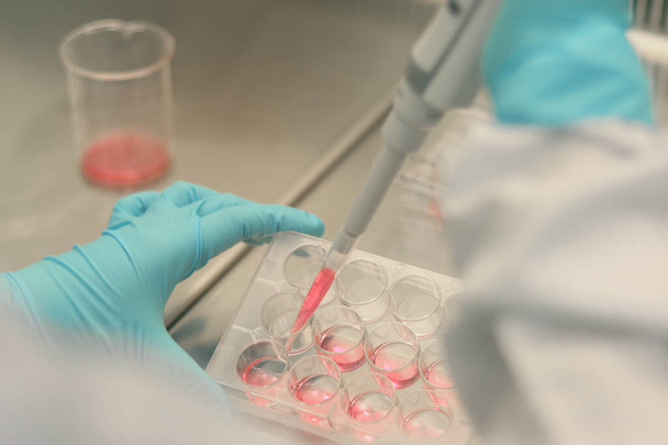 Wetenschapper werkzaam in laboratorium, microbiologische hand met handschoenen met een pipet, voorbereiding van kweekmedia voor celcultuur experiment, lab glaswerk en apparatuur in bioveiligheid kabinet kap. - Foto, afbeelding