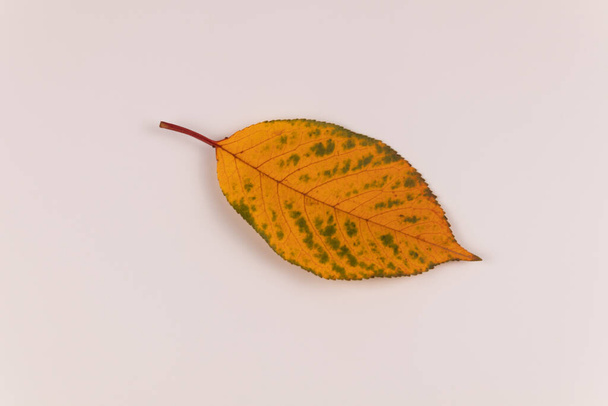 Yellow leaf with green spots of apricot tree on white background - Фото, изображение