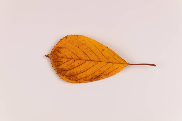 σε ένα λευκό φύλλο βρίσκεται ένα κίτρινο φύλλο από ένα δέντρο του φθινοπώρου - Φωτογραφία, εικόνα