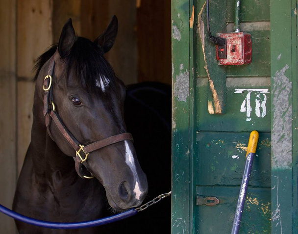 Conviction Trade in his stall on the backstretch of Horse Haven Saratoga. - Photo, Image