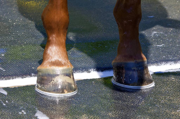 Vida diária no backstretch Saratoga cuidando dos cavalos de corrida depois de sua rotina matinal na pista. Cavalos estão sendo banhados e esfregados com muito amor do backstretch mãos estáveis. Fotografia da frota - Foto, Imagem