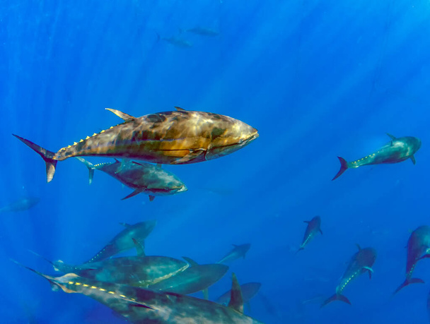Atlantic Bluefin Tuna (Thunnus thynnus) - Photo, Image