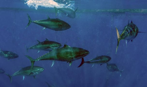 Atlanti kékúszójú tonhal (Thunnus thynnus)) - Fotó, kép