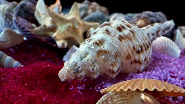 coquilles de mer séchées sur sable coloré  - Séquence, vidéo