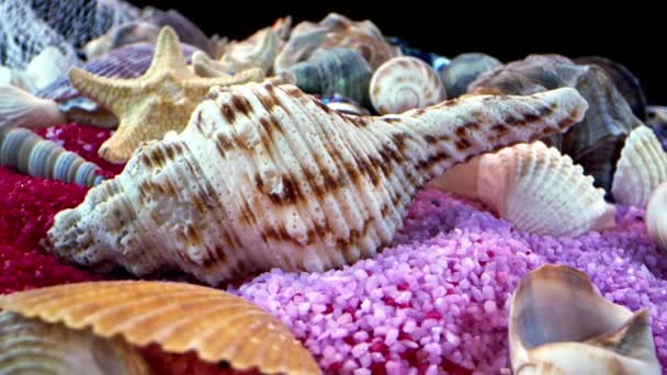 Сухие морские раковины на цветном песке  - Кадры, видео