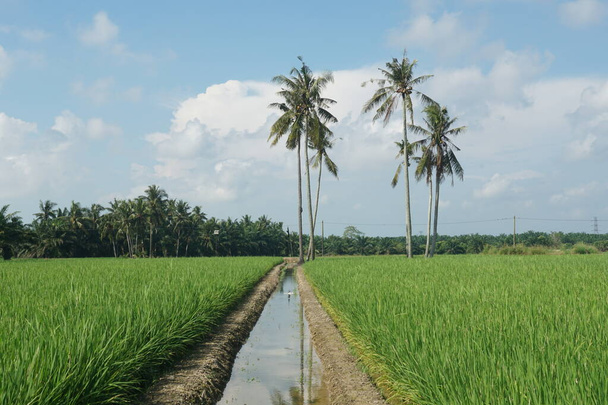 palmy kokosowe na polu ryżowym, położone w Sungai Mati, Muar, Johor, Malezja - Zdjęcie, obraz