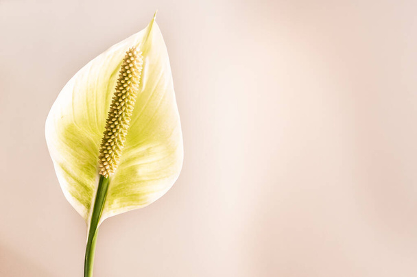 όμορφο λευκό λουλούδι, φυσική ταπετσαρία - Φωτογραφία, εικόνα