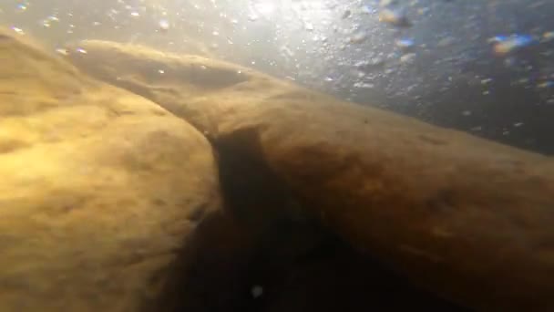 Alte, mit Maultier und braunem Schlamm bedeckte Steine liegen am Grund des Flusses - Filmmaterial, Video