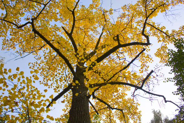 Yellow Ginkgo biloba tree in autumn - Photo, image