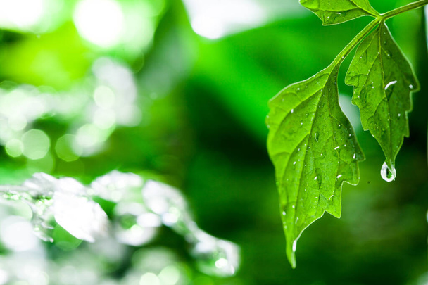 Натуральний зелений фон з листям
 - Фото, зображення