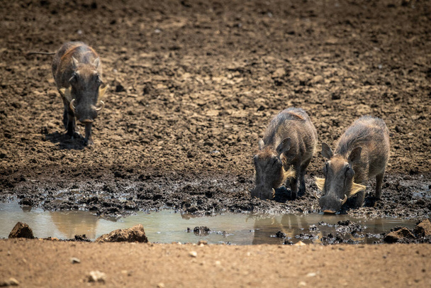 Ortak yaban domuzu su birikintisinde diğer ikisine katılıyor. - Fotoğraf, Görsel