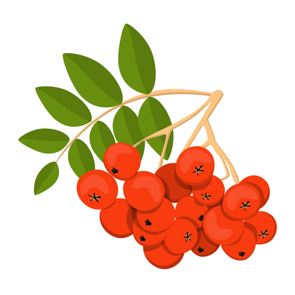 Rowan vector isolated. Red berries on the branch with green leaves. Ripe bright fruit. Healthy, full of vitamins food. - Vector, Image