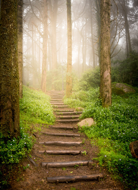 stairs going up hillside in forest toward sunset - Foto, afbeelding