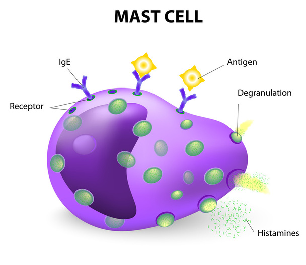 mast cell or a mastocyte, labrocyte - Vector, Image