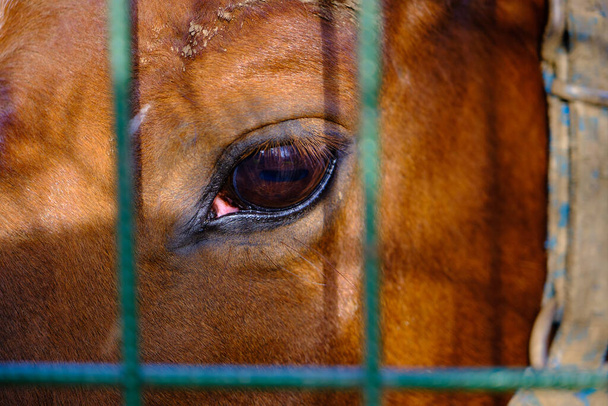 un cheval seul et solitaire et son magnifique œil brun restent aussi tristes derrière des clôtures vertes dans une ferme équestre. - Photo, image