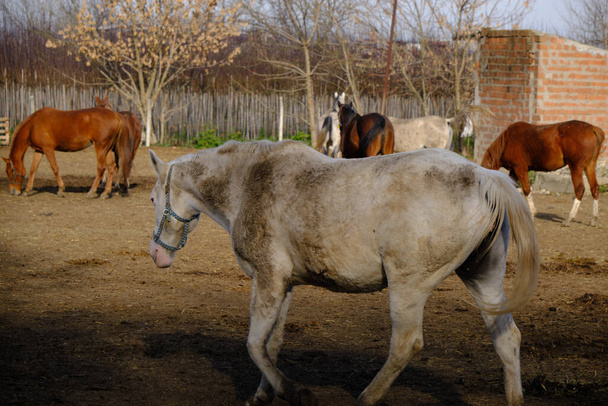 White and brown color dirty horses behind green fences in a horse farm. - Photo, Image