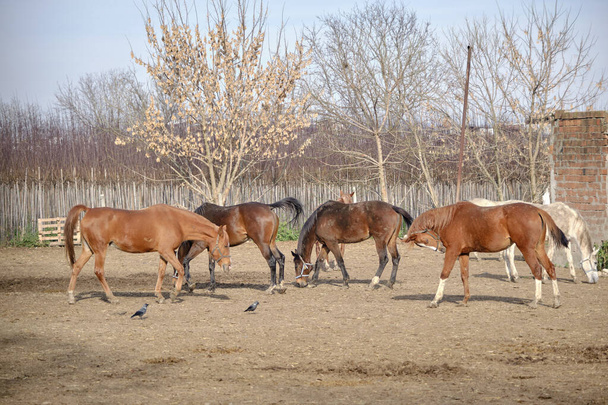 Barna lovak csoportjai a gazdaságban, és sárban és talajban sétálnak a napsütéses napokon.. - Fotó, kép