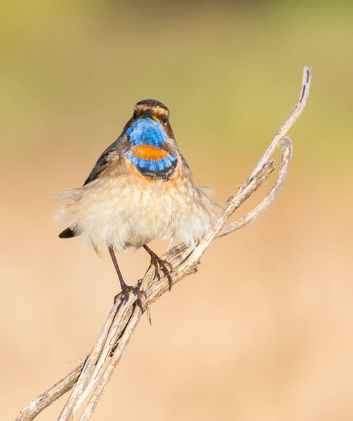Bluethroat, Luscinia svecica. The bird sits on a cane stalk looking directly into the lens. Feathers from below swelled in the wind like a skirt - Fotó, kép
