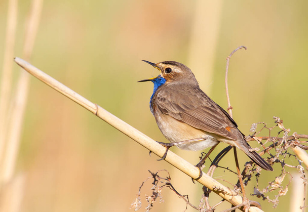 Bluethroat, Luscinia svecica. The male bird sits on a cane stalk and sings - 写真・画像