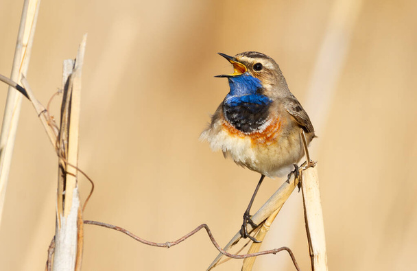 Bluethroat, Luscinia svecica. The male bird sits on a cane stalk and sings - Foto, Imagen