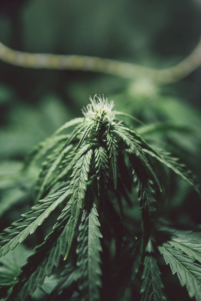 Weed cultivation. Cannabis plant . Green background. Marijuana medicine leaf. Hemp cultivation. Cbd medical legalized. Grow sativa flowering. Nature pot herb. - Φωτογραφία, εικόνα