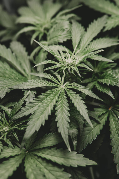 Green hemp background. Cannabis and marijuana Cannabidiol. Weed Decriminalization. Cannabis leaf legalization medical pot CBD. Vertical shot. - Photo, Image