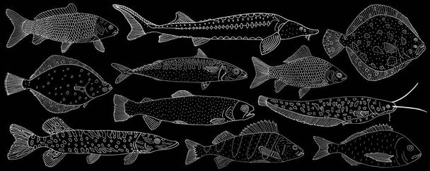 Zestaw ryb morskich i rzecznych ręcznie rysowane. Biały kontur różnych ryb na czarnym tle, kolekcja. Ilustracja wektora. - Wektor, obraz