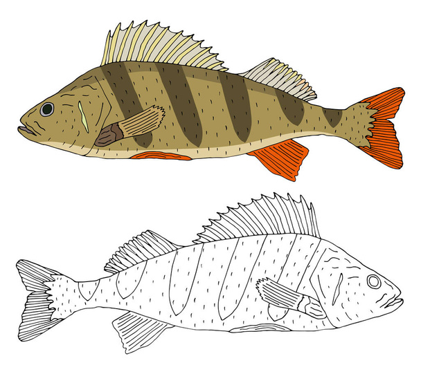 Pesce persico del fiume isolato, disegno a mano. Set di bellissimi pesci a colori e nero con bianco. Illustrazione vettoriale. - Vettoriali, immagini