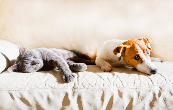 Jack Russell pentu makaa sohvalla harmaan nukkuvan kissan kanssa aurinkoisena kevätpäivänä. - Valokuva, kuva