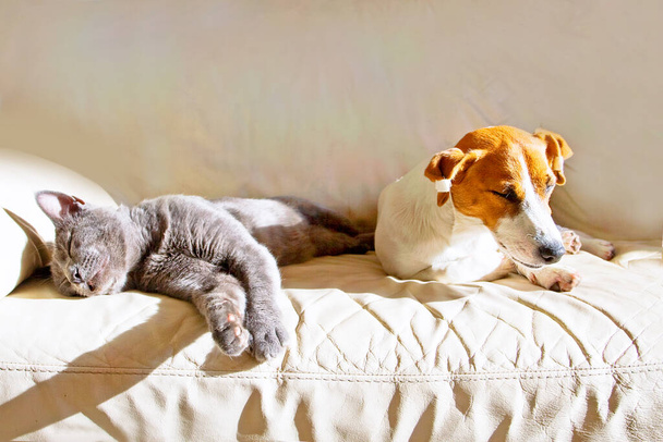 Джек Рассел щенок и серый кот спит на кожаном диване после прогулки - Фото, изображение