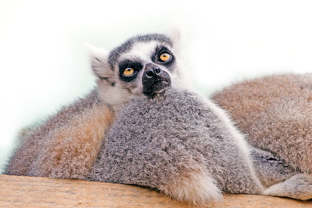 lemur on a light background looking forward - Photo, Image